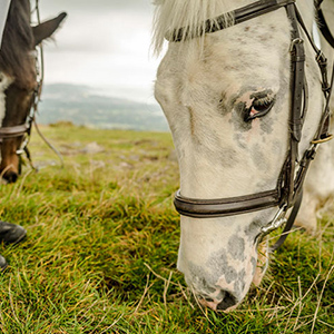 Horses in Ireland