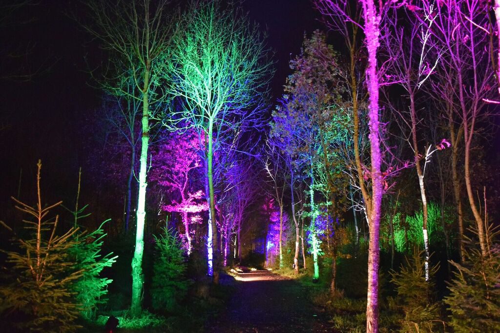 The Woodland Light Experience at North Ballochruin Farm in The Trossachs