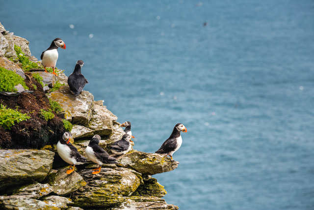 Puffins (Image @storytravelers)